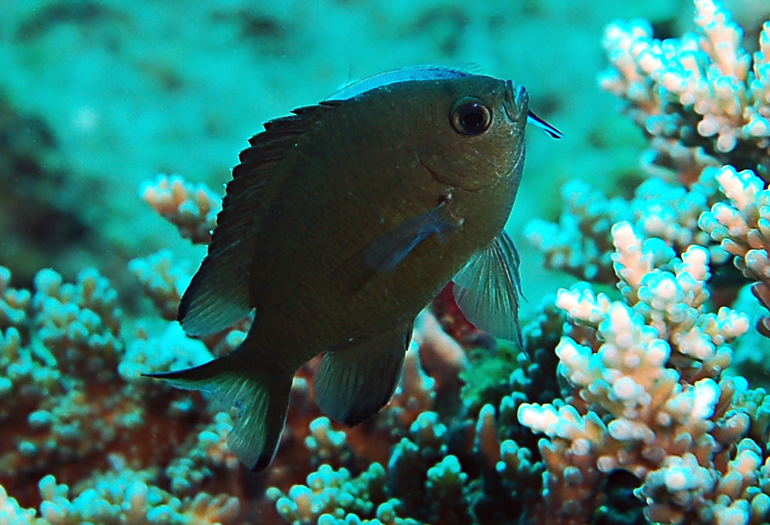 Chromis lepidolepis Bleeker, 1877